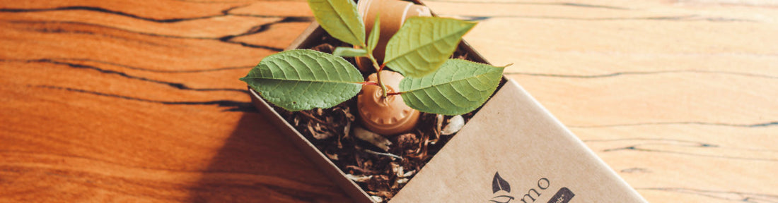 Nachwachsende Rohstoffe – Material der Zukunft?